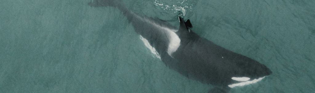 Orcas