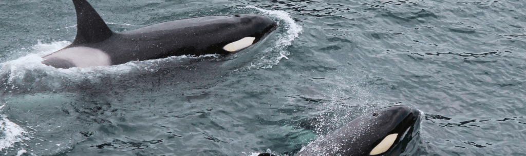 Orcas: características, habitat, alimentação e curiosidades