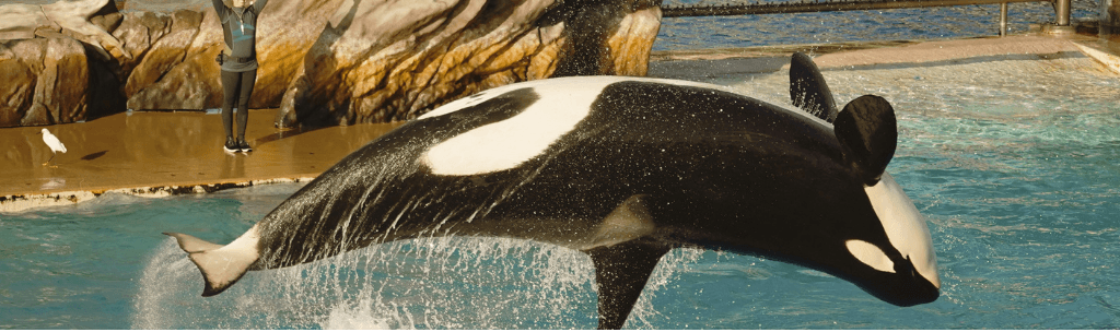 Orcas: características, habitat, alimentação e curiosidades